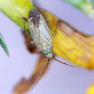 Plagiognathus chrysanthemi (Wolff 1804)的圖片