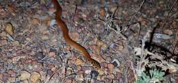 Image of Little Spotted Snake