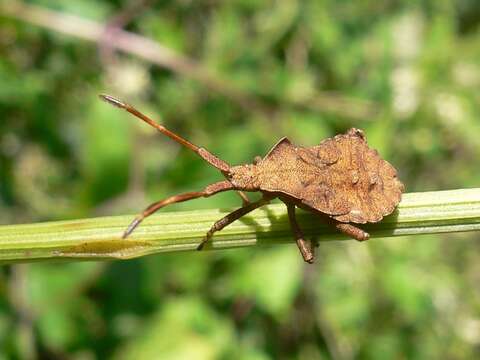 Image of Coreus