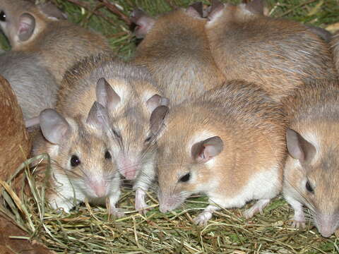 Image of spiny mice, forest mice, and relatives