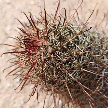 Image of Mammillaria hutchisoniana (H. E. Gates) Boed.