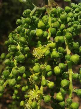 Imagem de Mallotus nudiflorus (L.) Kulju & Welzen