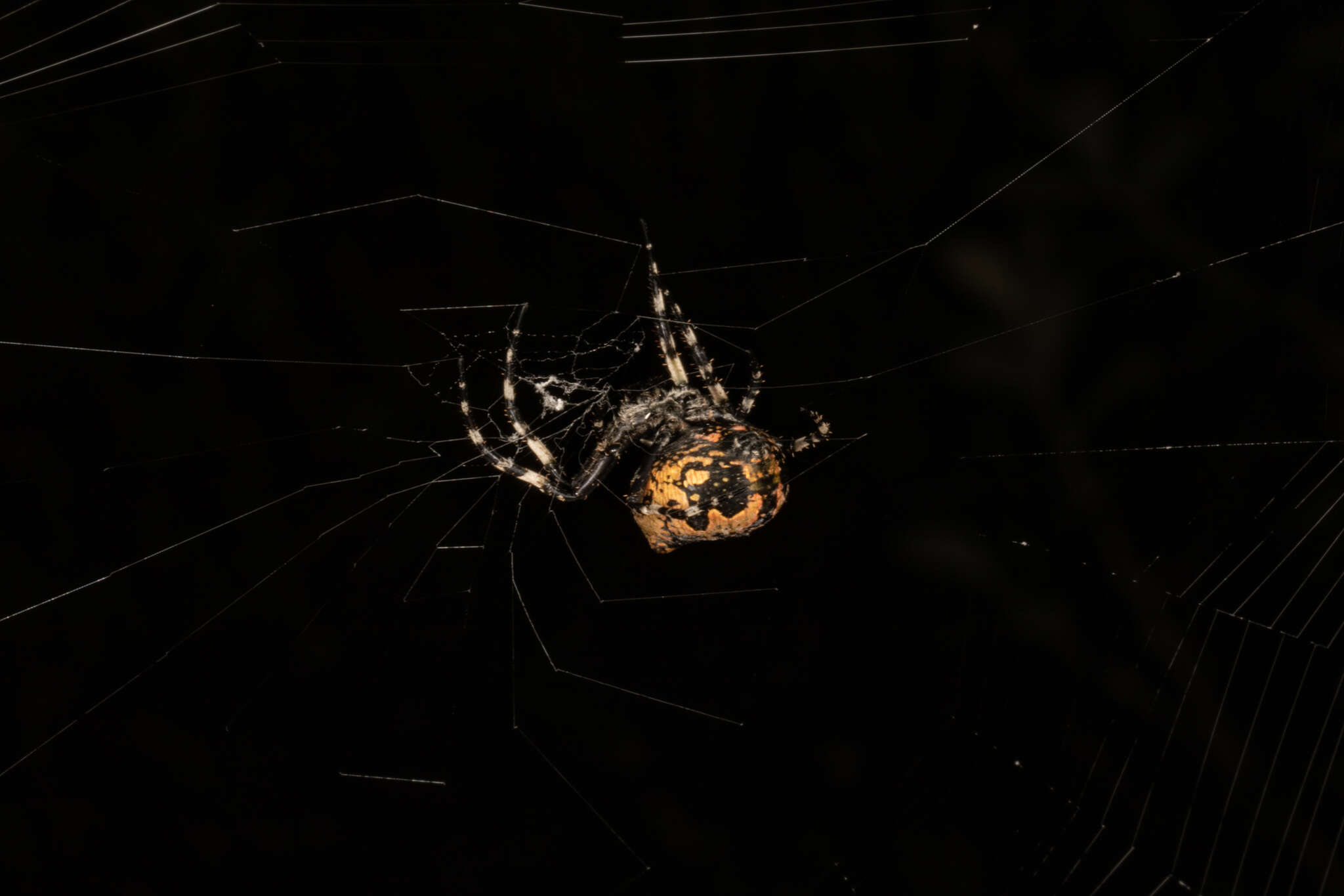 Image of Courtaraneus orientalis (Urquhart 1887)