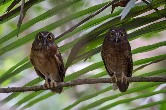 Image of Ochre-bellied Boobook