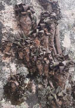 Image of Stigmatodon brassicoides (Baker) Leme, G. K. Br. & Barfuss