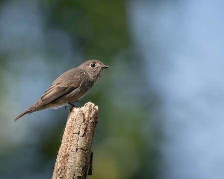 Image of Dark-sided Flycatcher