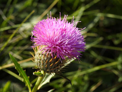 Image of Klasea baetica subsp. lusitanica