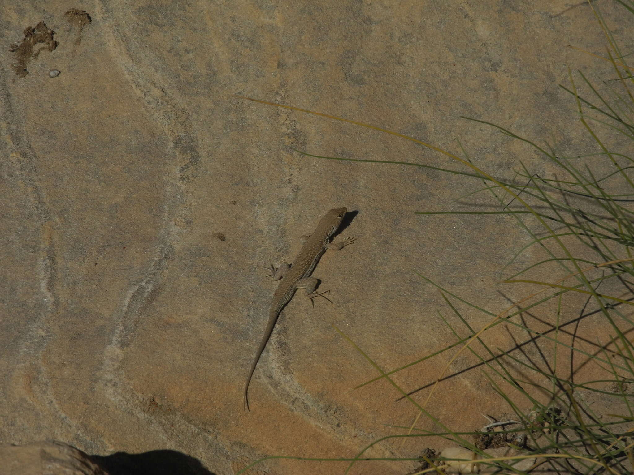 Image of Bosc’s Fringe-toed lizard