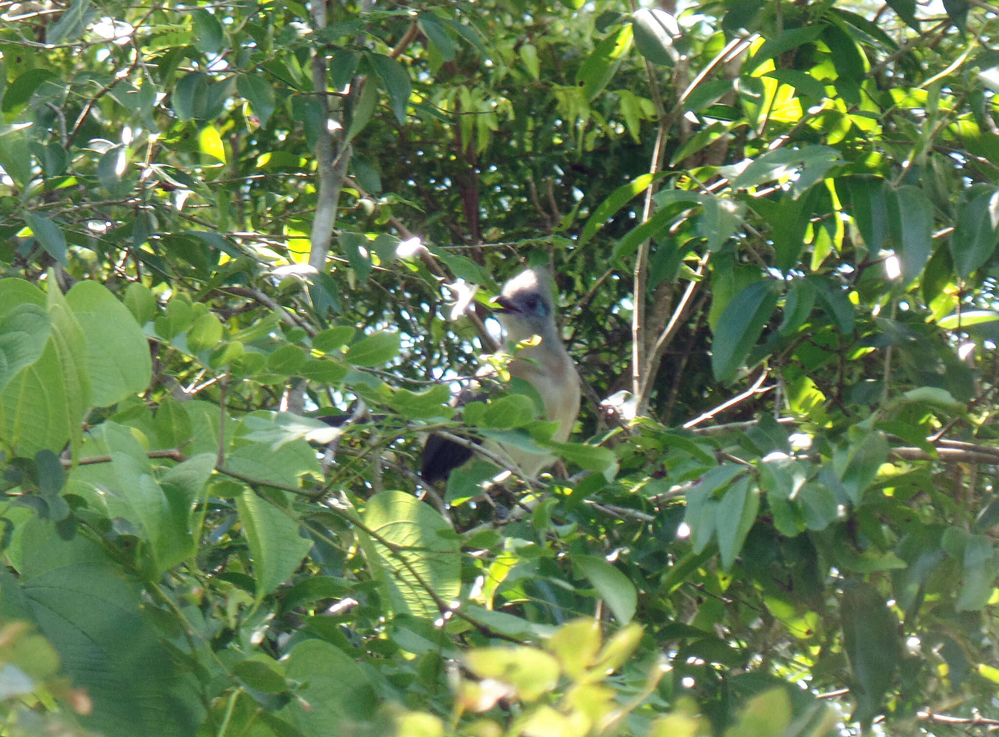 Image of Crested Coua