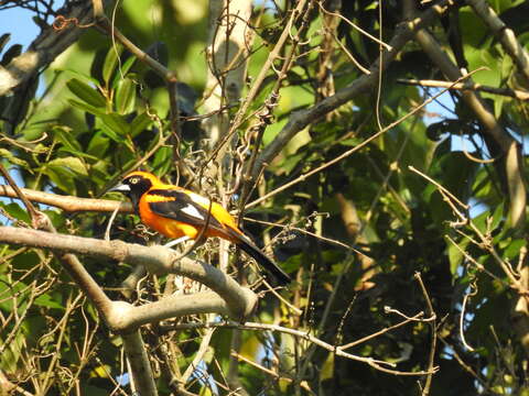 Imagem de Icterus croconotus (Wagler 1829)