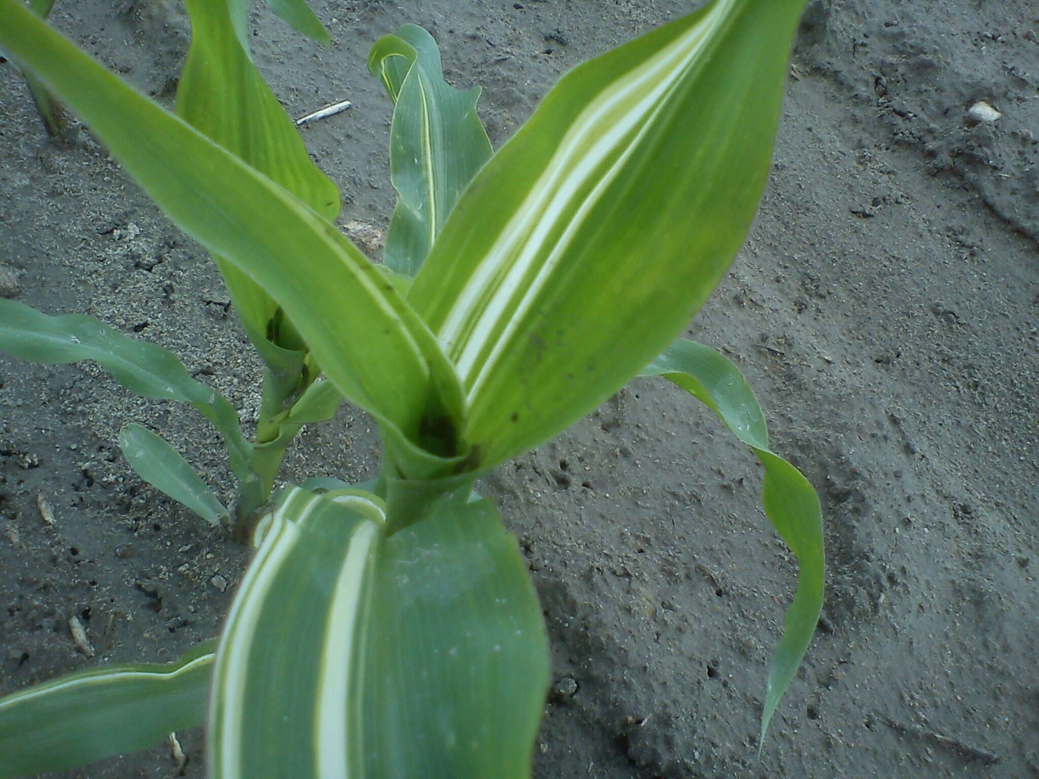 Image of corn