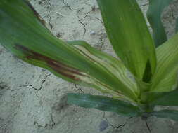 Image of corn