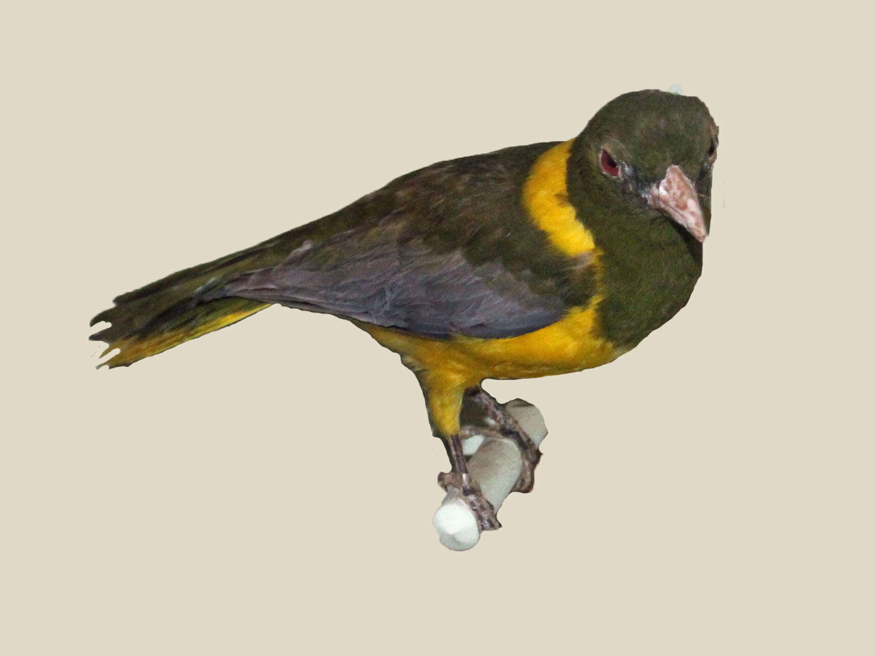 Image of Green-headed Oriole