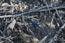 Image of Cicindela (Cicindelidia) punctulata chihuahuae Bates 1890