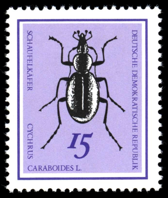 Image of Cychrus caraboides (Linnaeus 1758)