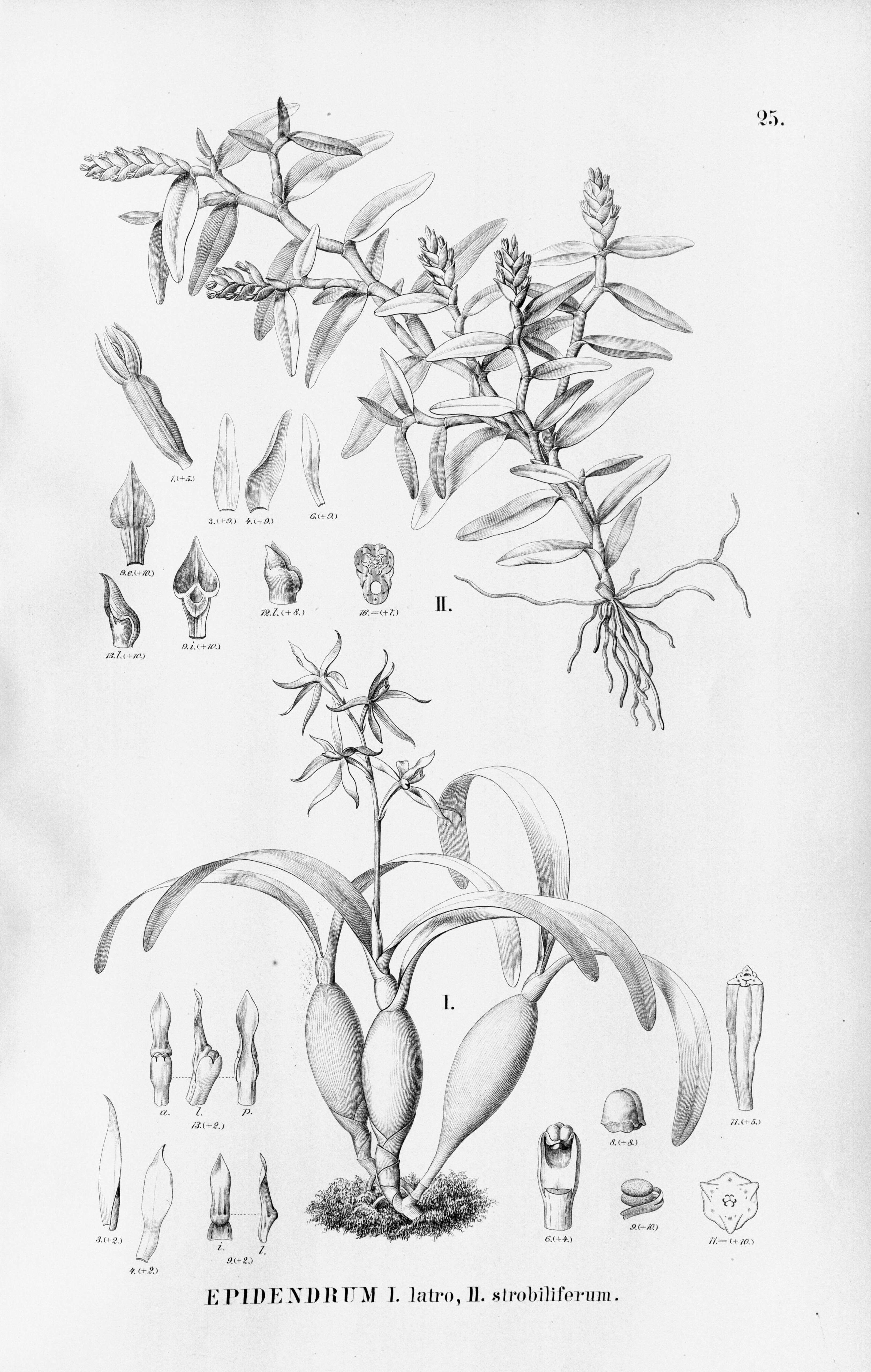 Image of Hormidium Kützing 1843