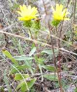 Image of Entire-leaved Gumweed