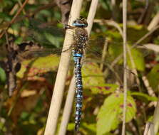 Image of Migrant Hawker