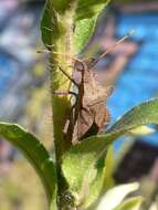 Image of Coreus