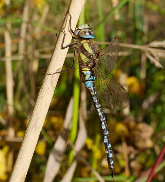 Image of Migrant Hawker