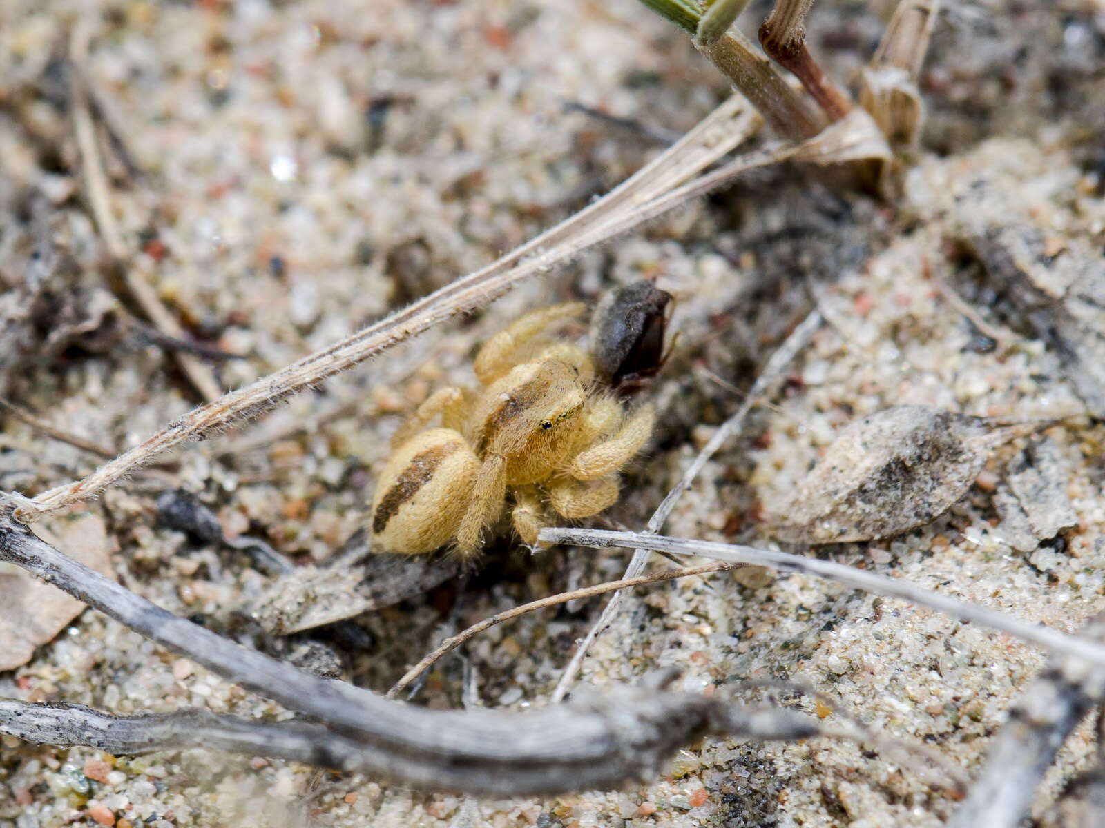 Plancia ëd Pseudomogrus zhilgaensis (Logunov & Marusik 2003)