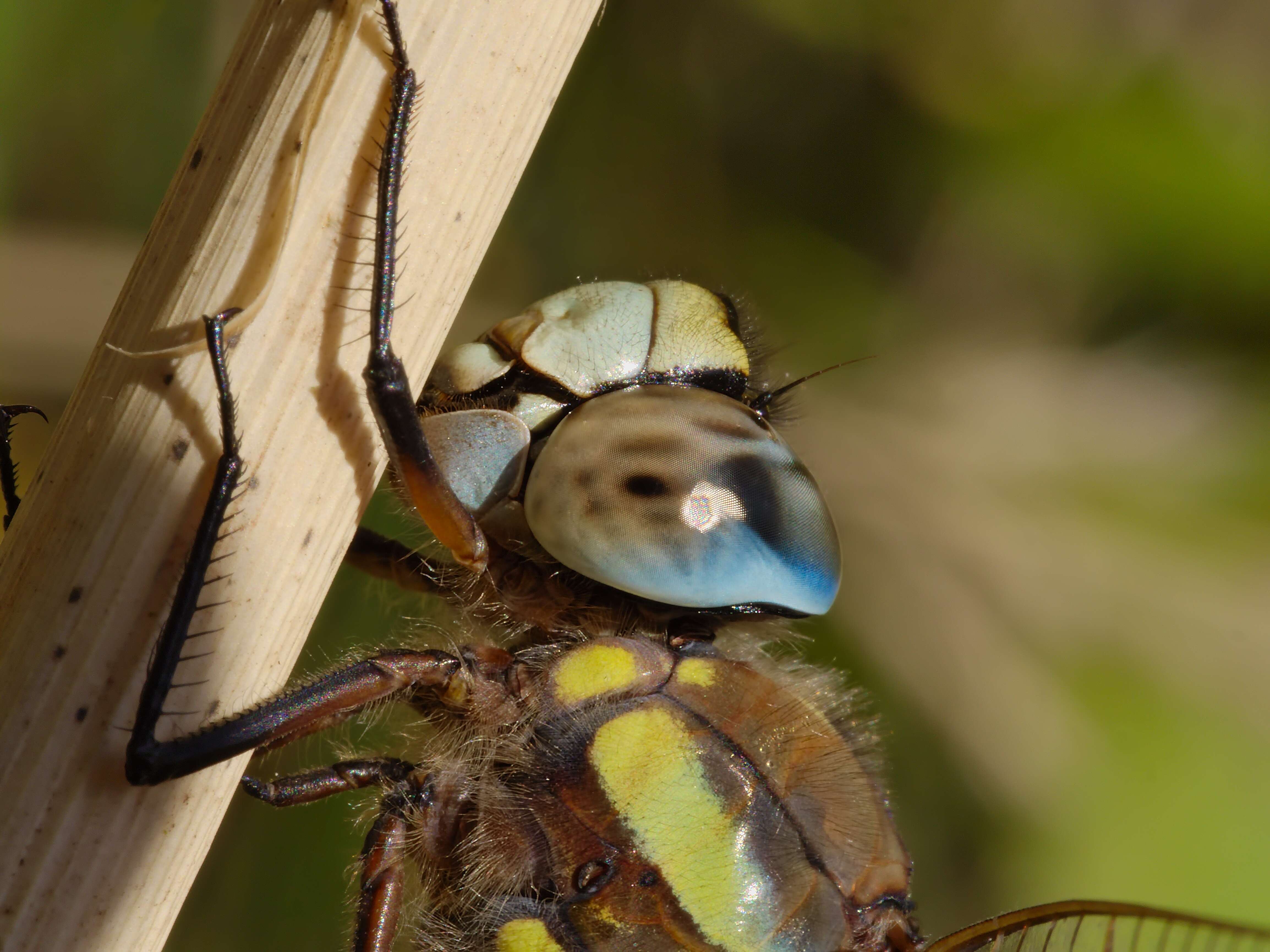 Image of Migrant Hawker