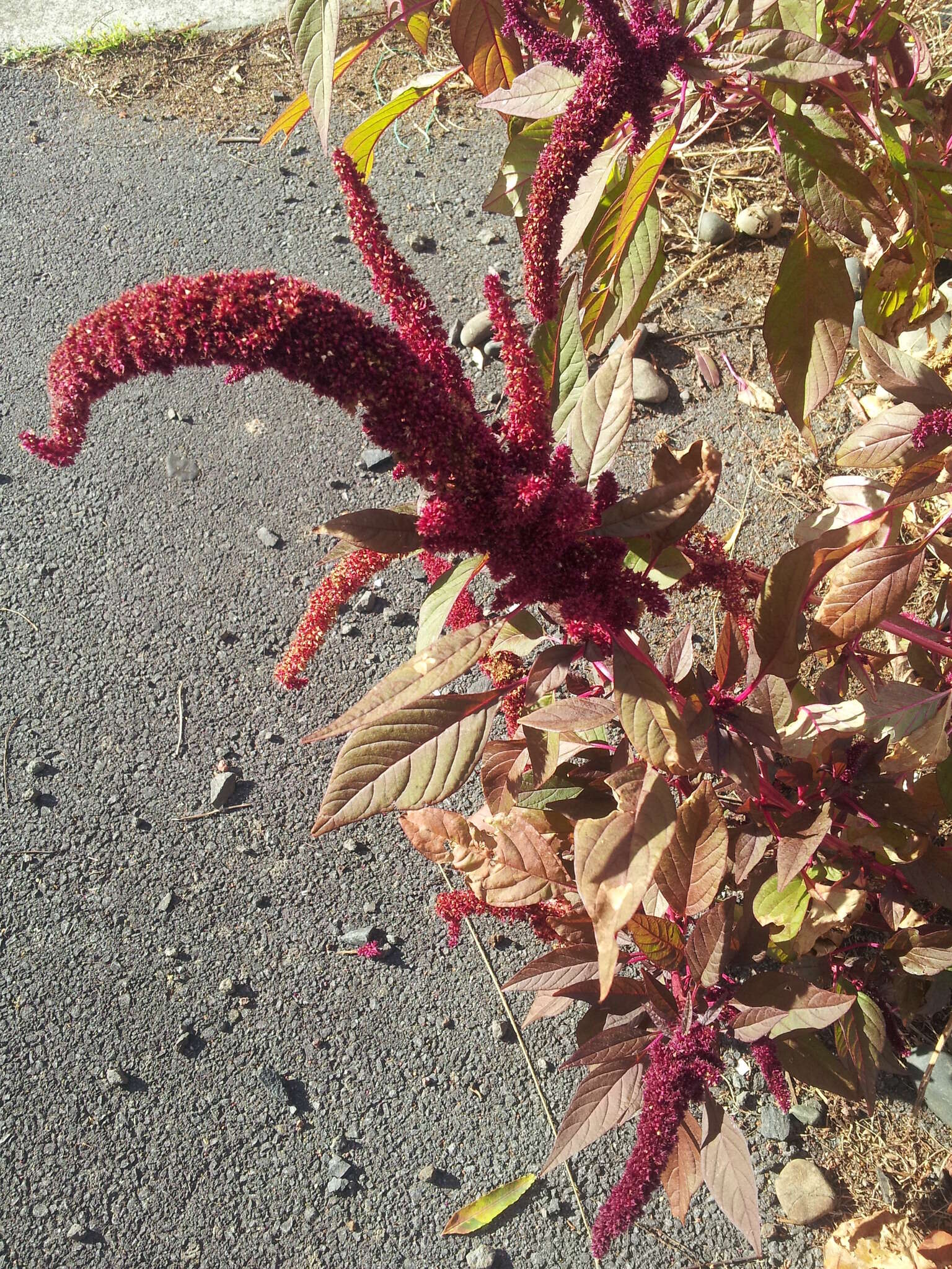 Imagem de Amaranthus caudatus L.