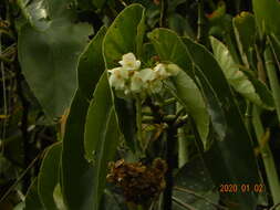 Imagem de Begonia maculata Raddi