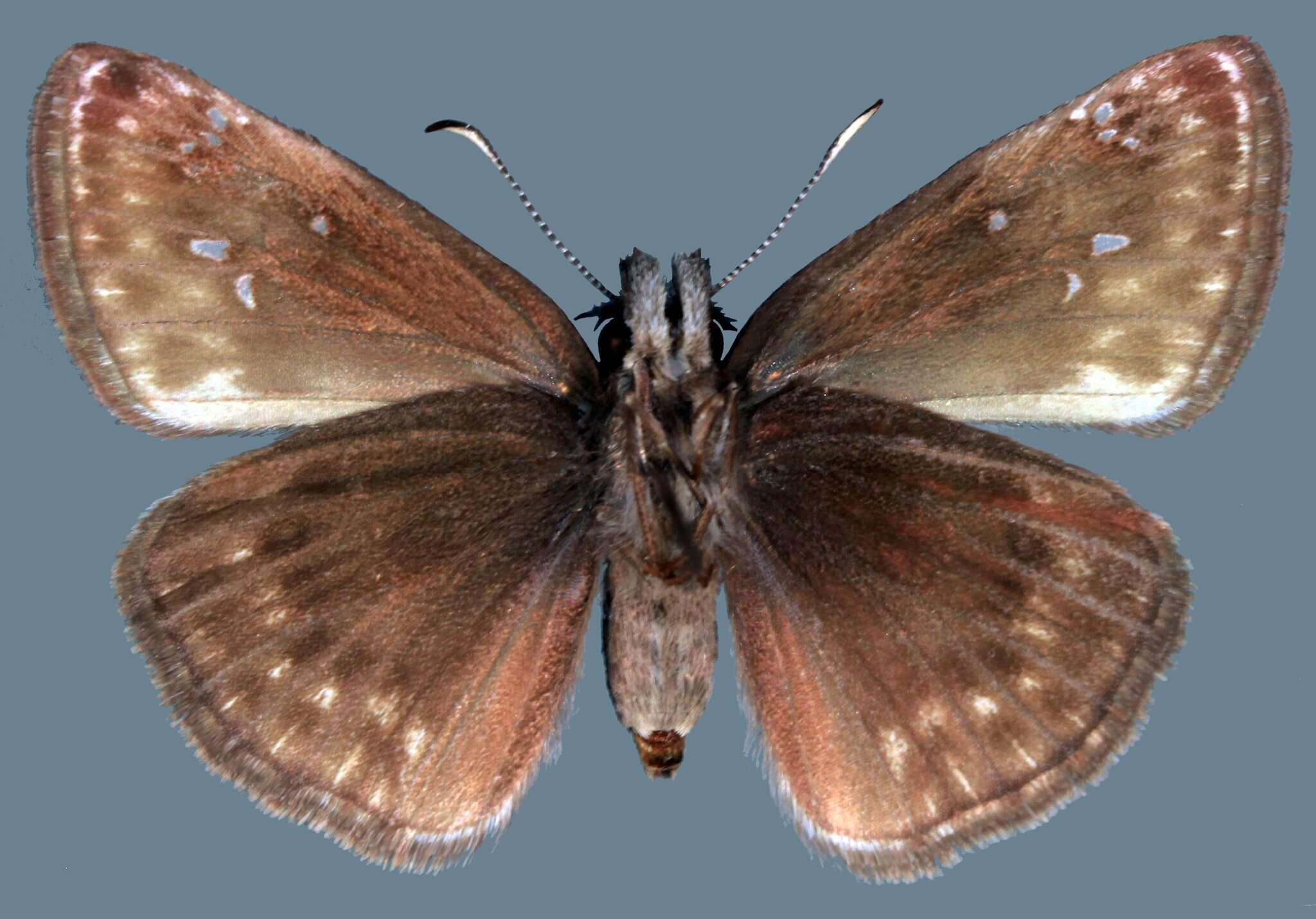 Image of Erynnis pacuvius lilius Dyar 1904