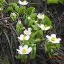 Image of Caltha alba Cambess.