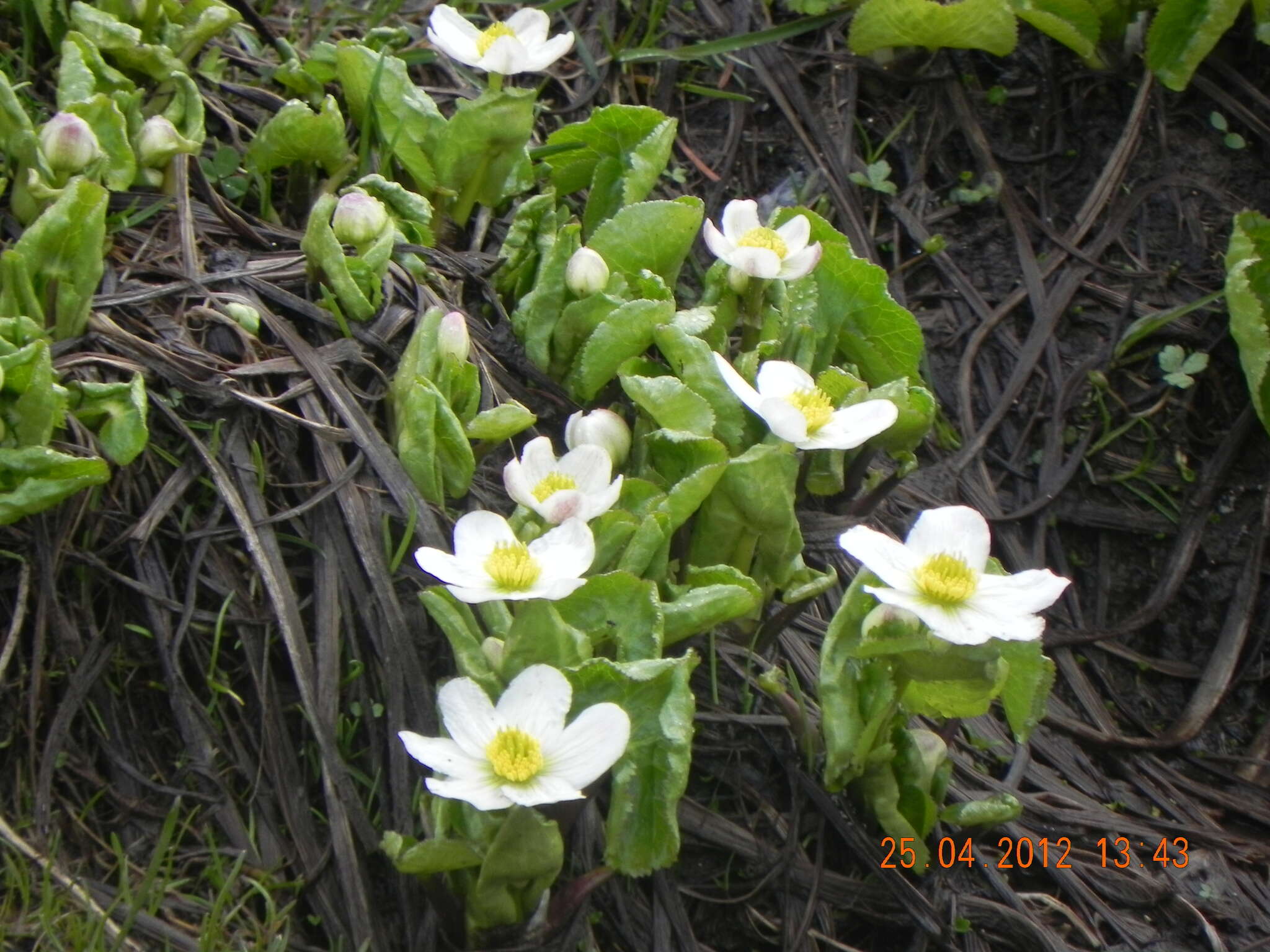 Image of Caltha alba Cambess.