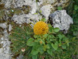 Image of Doronicum columnae Ten.