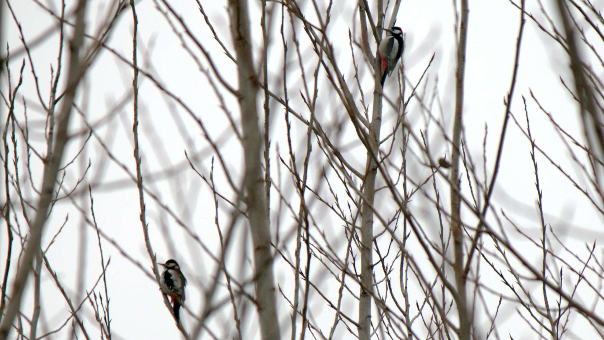 Image of White-winged Woodpecker