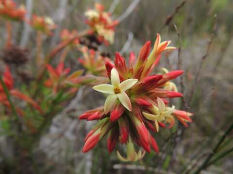 Crassula fascicularis Lam. resmi