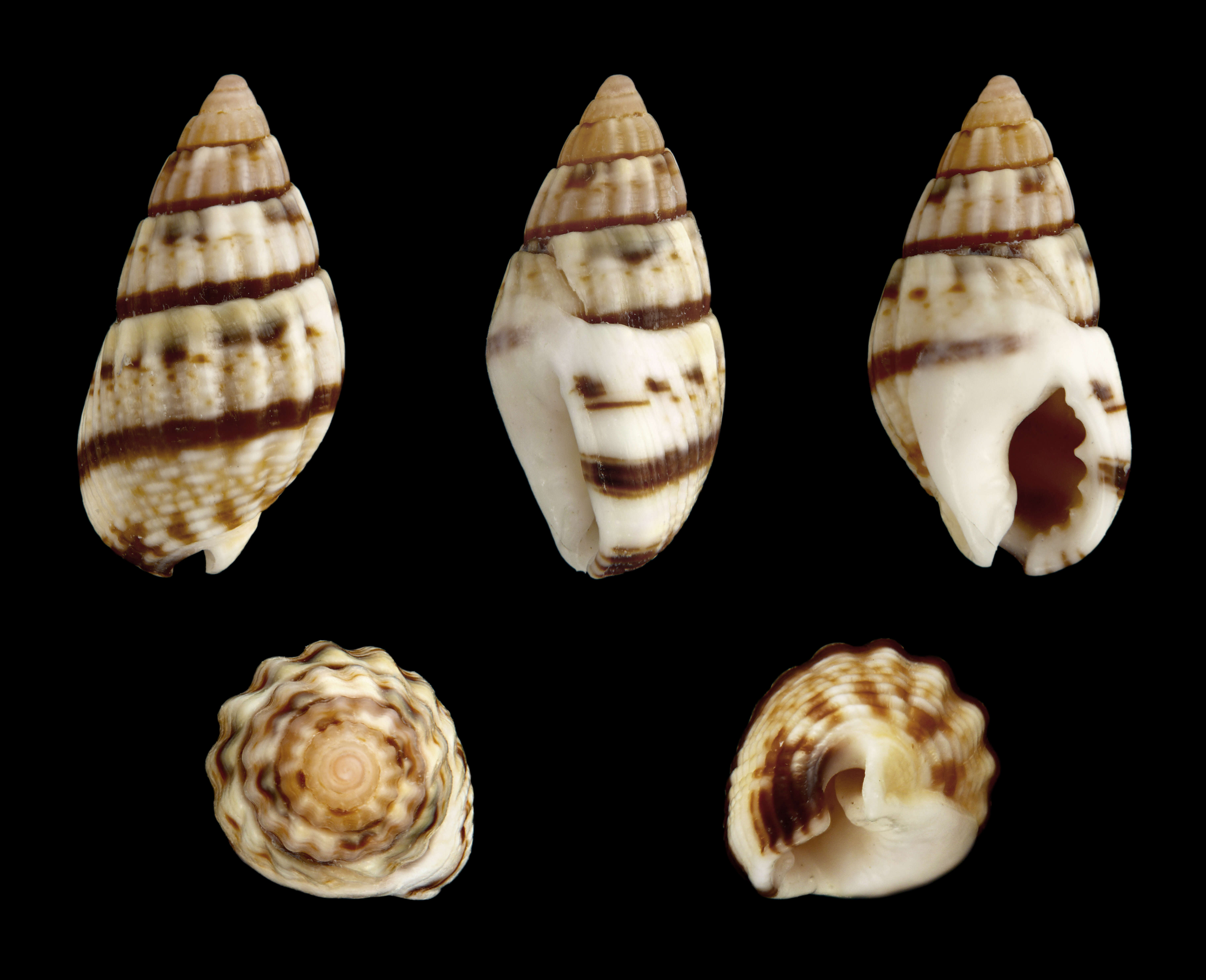 صورة Tritia cuvierii (Payraudeau 1826)