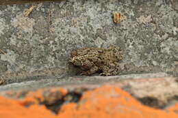 Image of Rhinella beebei (Gallardo 1965)