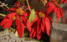 Image of poinsettia