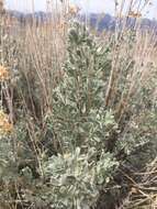 Image of mountain big sagebrush