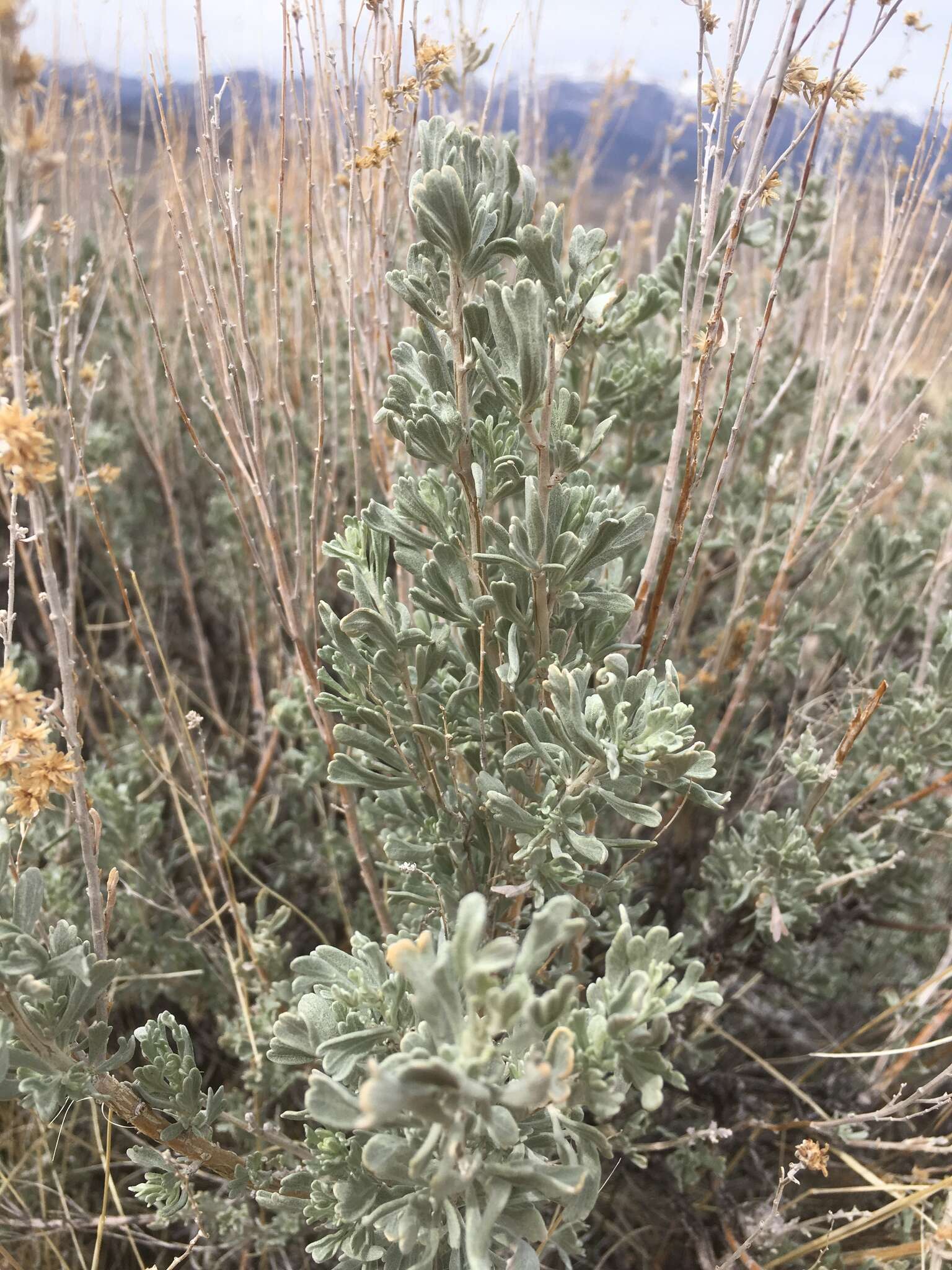 Image of mountain big sagebrush