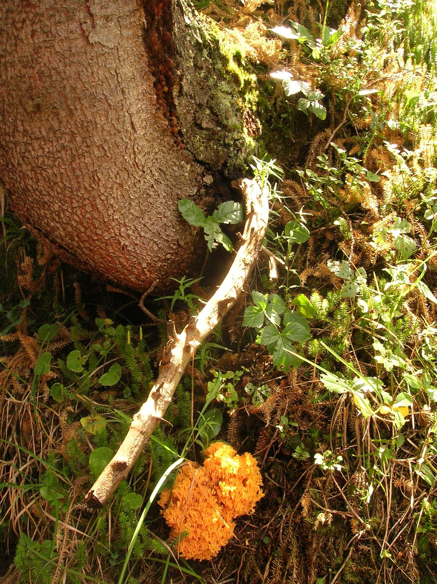 Image of Ramaria aurea (Schaeff.) Quél. 1888