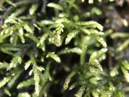 Image of Fern-leaved Hook Moss