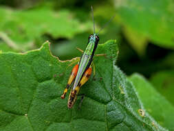 Image of Stenopola boliviana (Rehn & J. A. G. 1913)