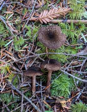 Image of Inocybe lanuginosa (Bull.) P. Kumm. 1871