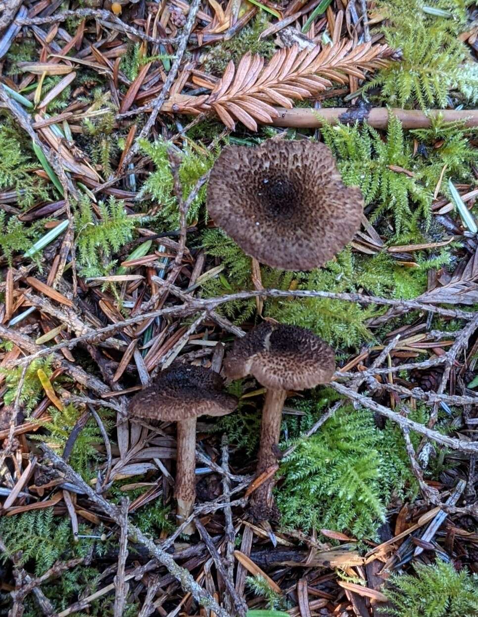 Imagem de Inocybe lanuginosa (Bull.) P. Kumm. 1871