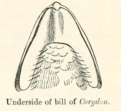 Image of Corydon Lesson & R 1828