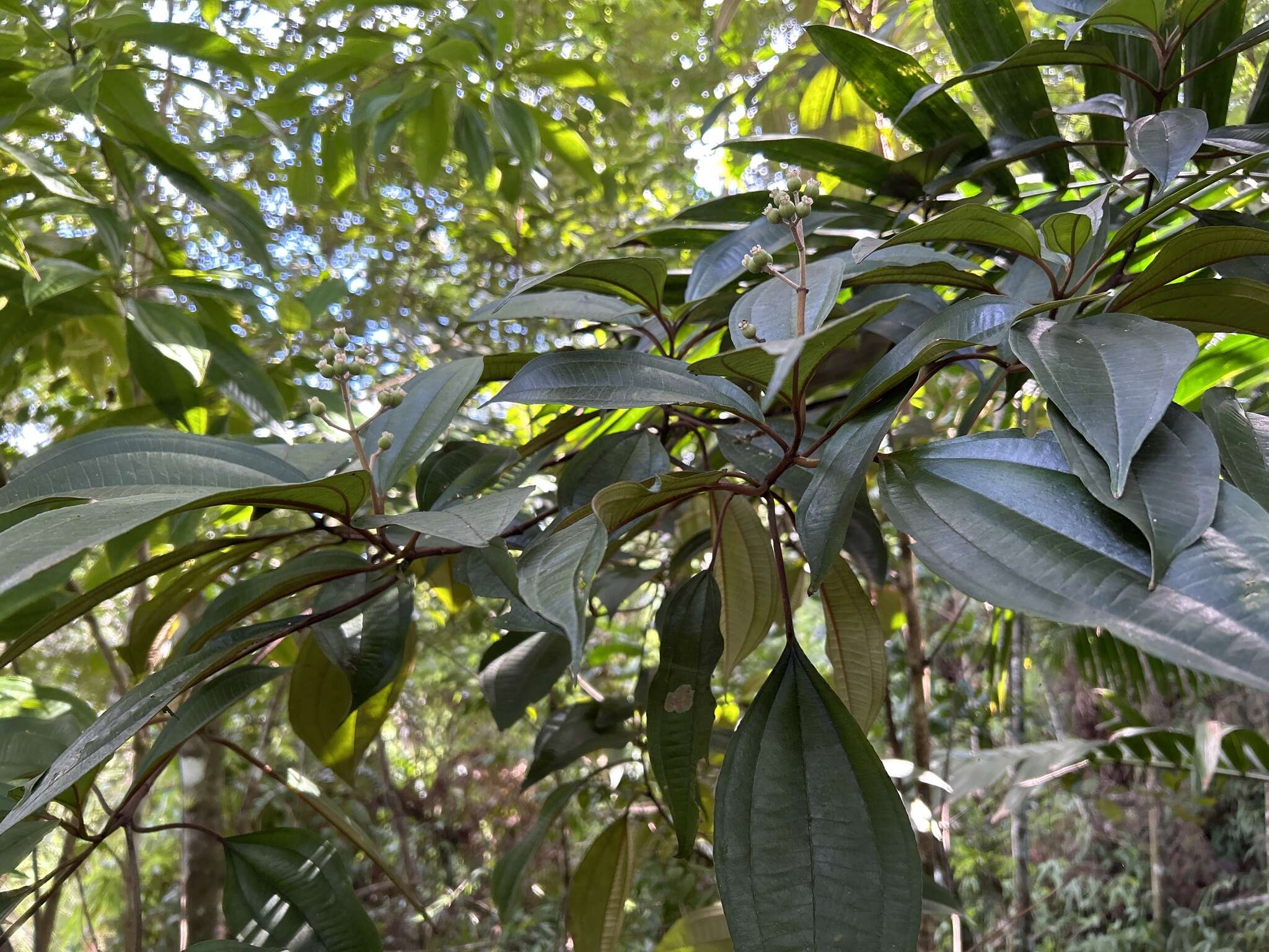 Imagem de Miconia mirabilis (Aubl.) L. O. Williams