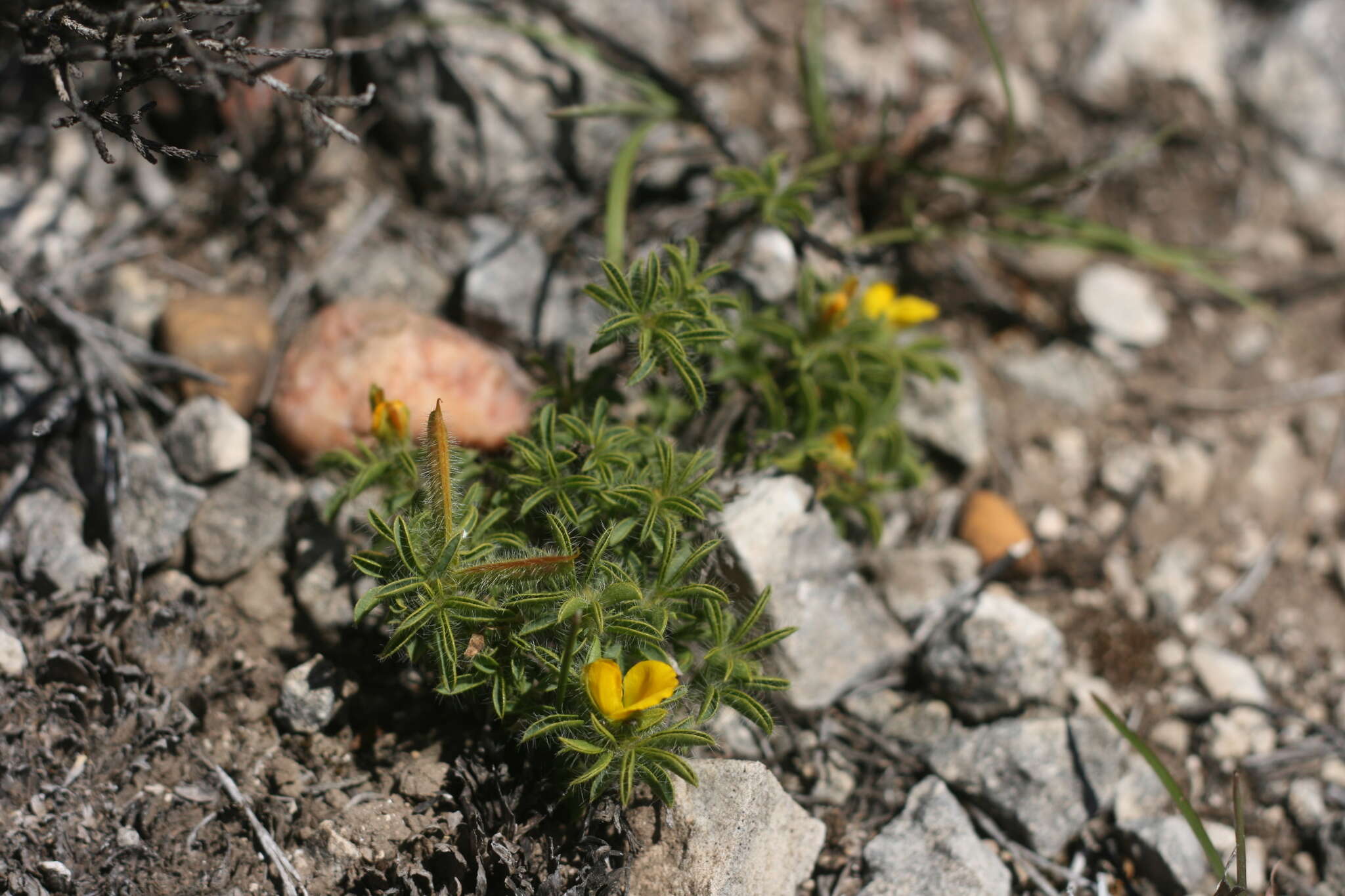 Image of Argyrolobium barbatum Walp.