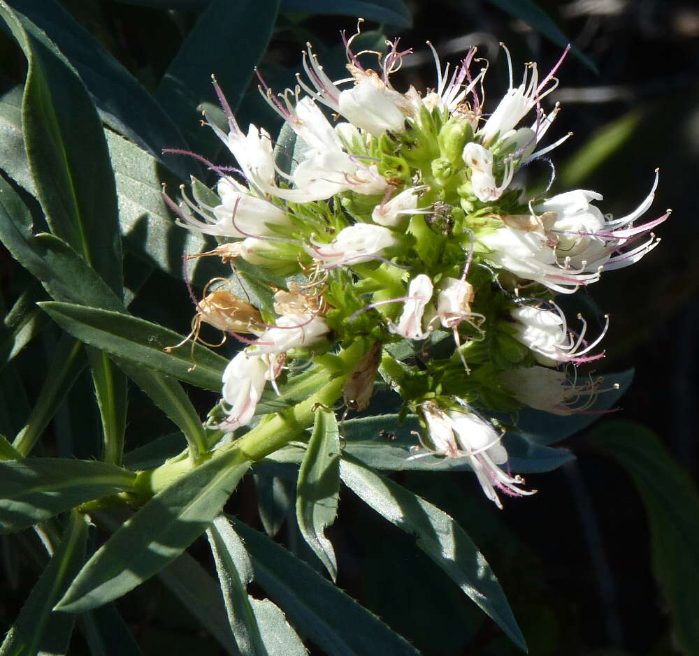 Plancia ëd Echium brevirame Sprague & Hutchinson