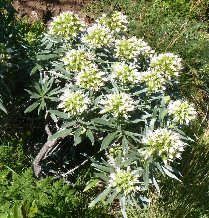 Plancia ëd Echium brevirame Sprague & Hutchinson