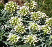 Plancia ëd Echium brevirame Sprague & Hutchinson